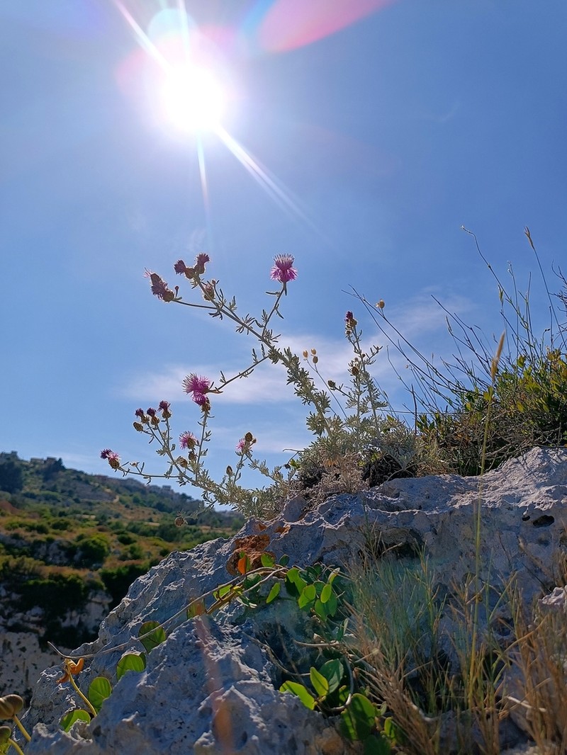 Centaurea leucadea photo 5