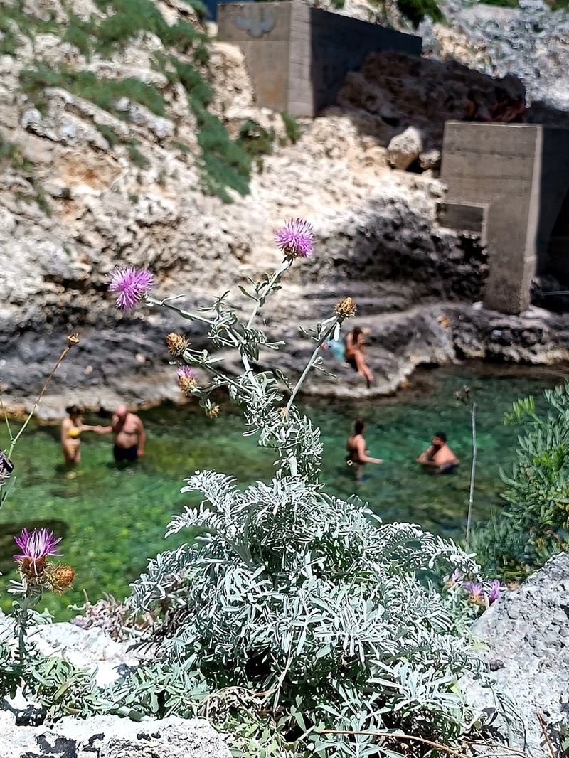 Centaurea leucadea photo 7