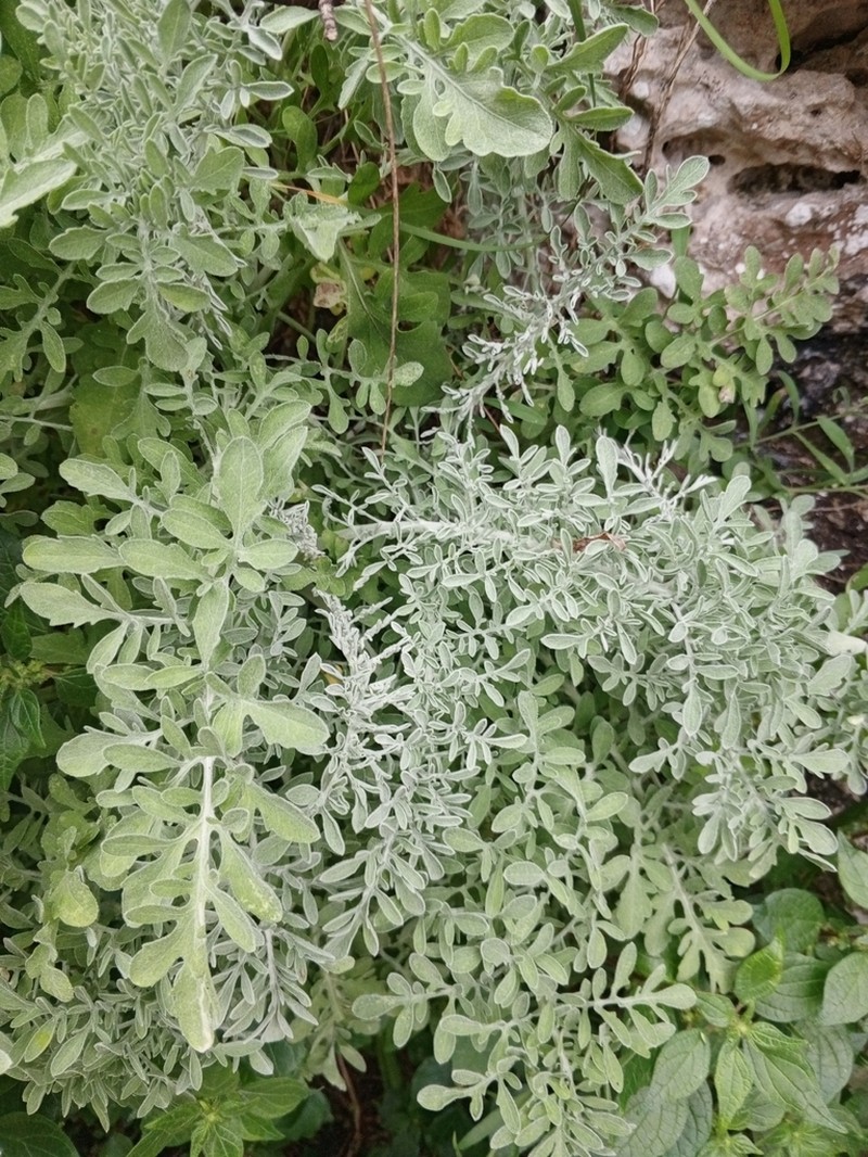Centaurea leucadea photo 8