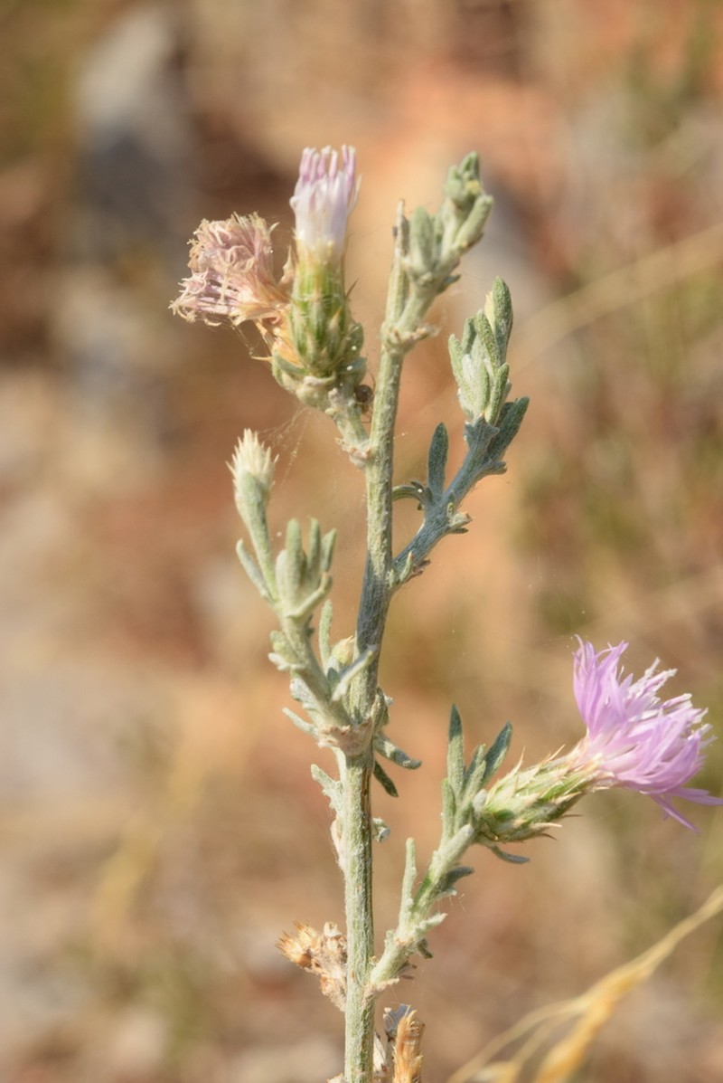 Centaurea leucophaea