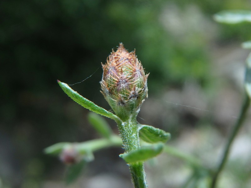 Centaurea leucophaea photo 2