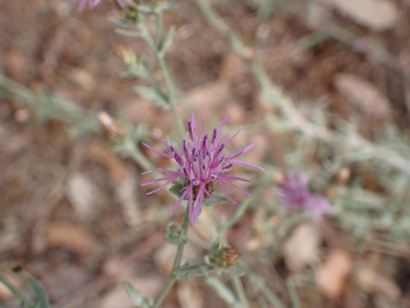 Centaurea leucophaea photo 3