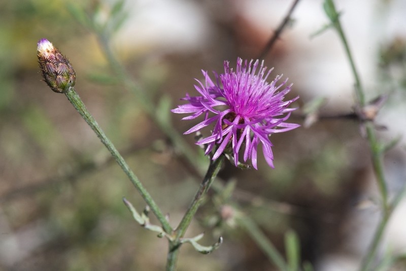 Centaurea leucophaea photo 4
