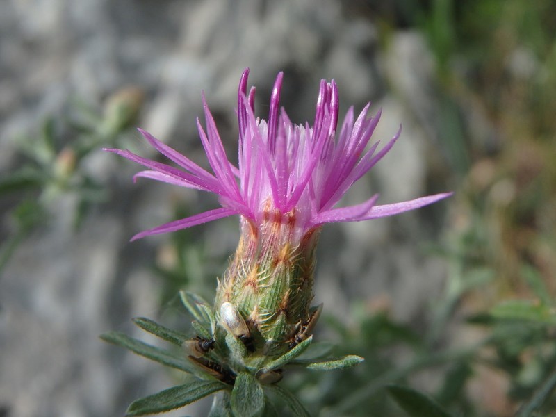 Centaurea leucophaea photo 5