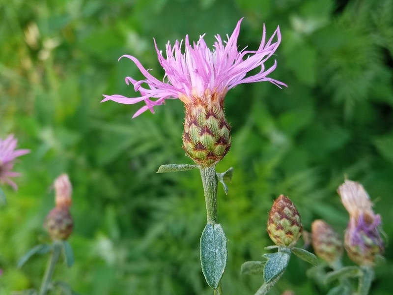 Centaurea leucophaea photo 6