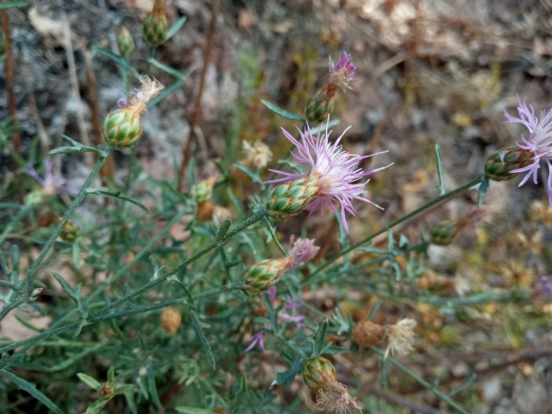 Centaurea leucophaea photo 7