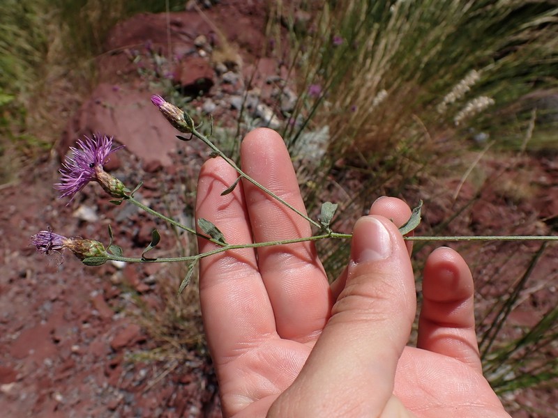 Centaurea leucophaea photo 8