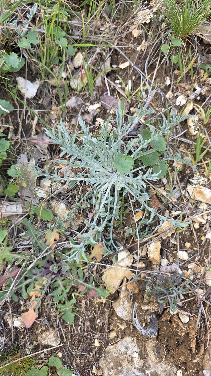 Centaurea leucophaea subsp. leucophaea