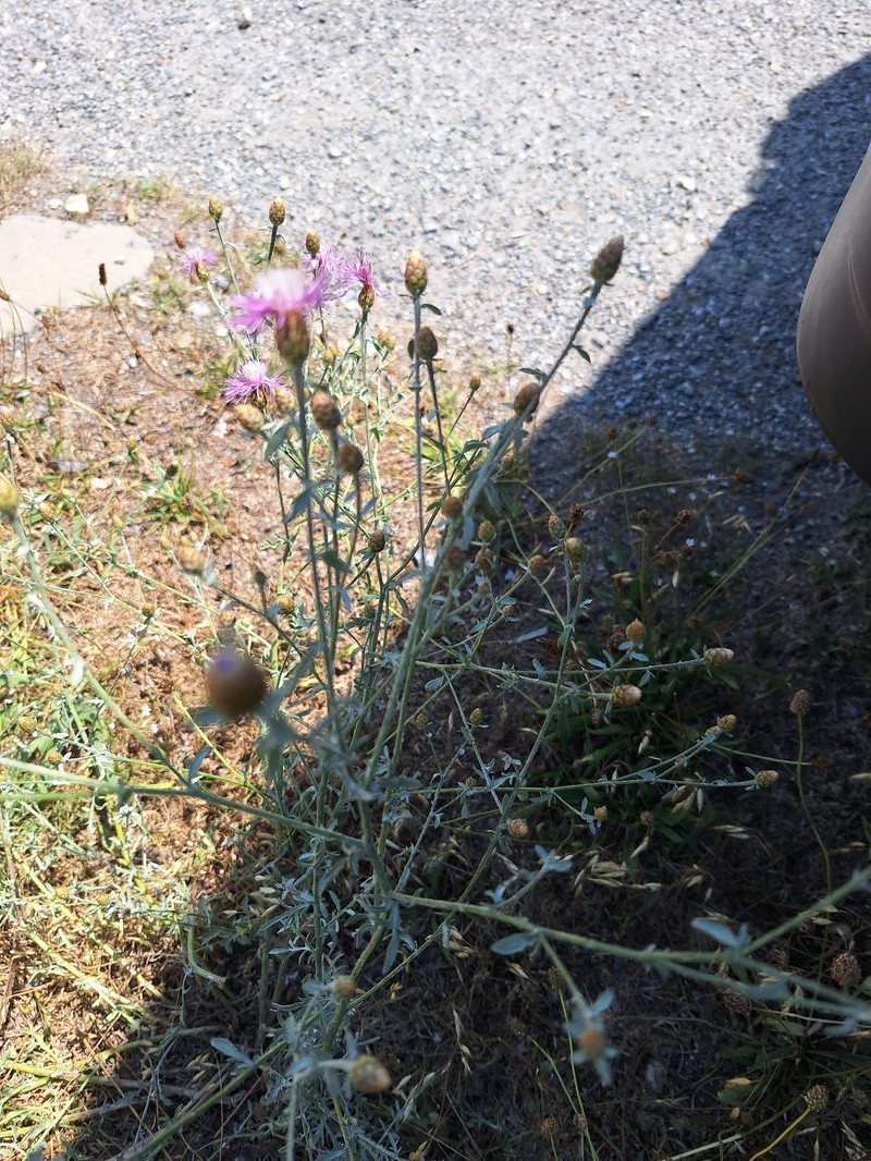 Centaurea leucophaea subsp. leucophaea photo 2