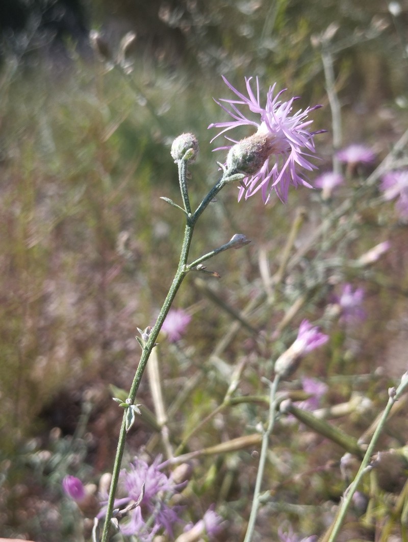Centaurea leucophaea subsp. leucophaea photo 3