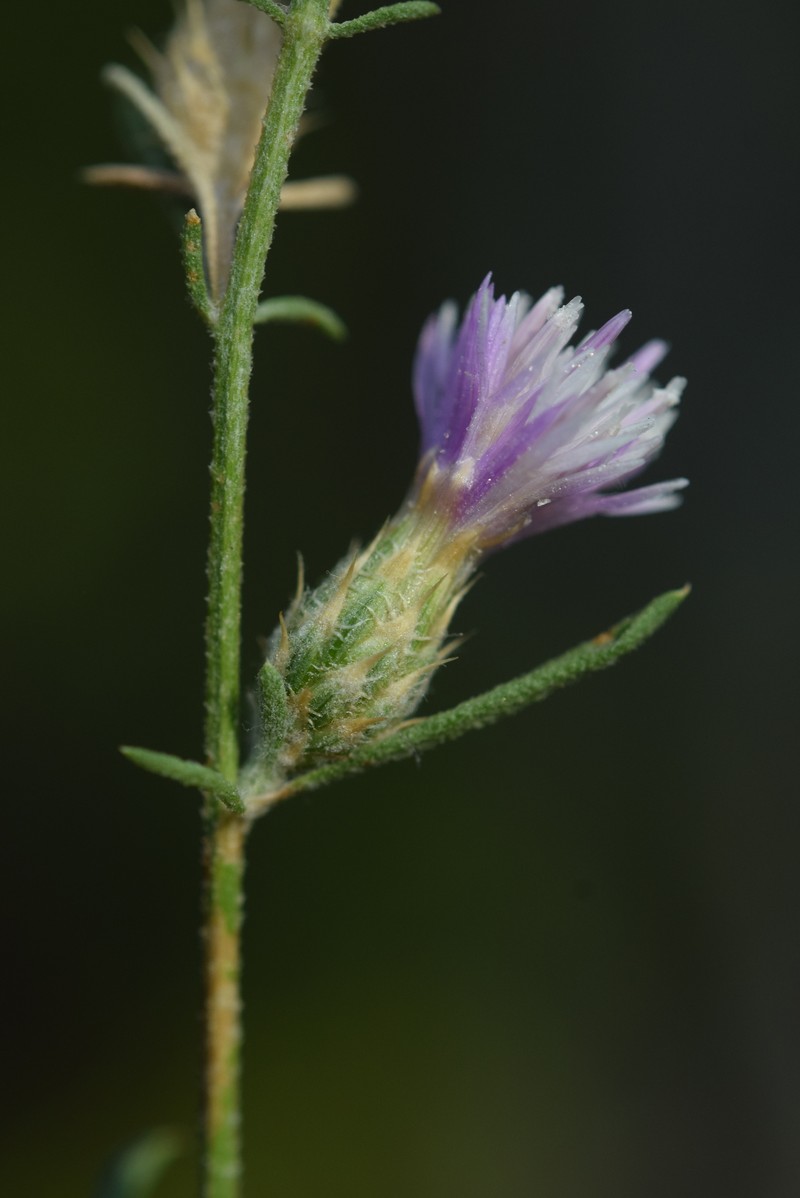 Centaurea leucophaea subsp. leucophaea photo 4