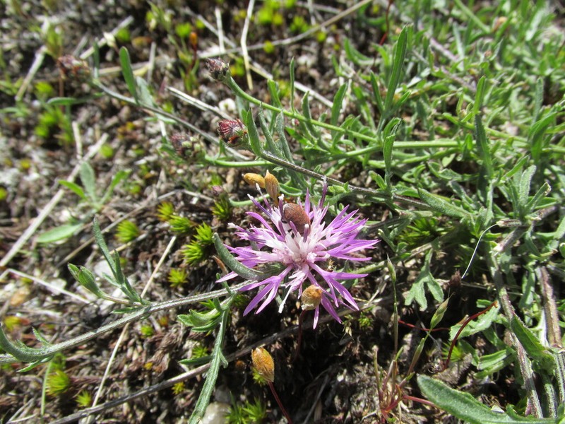 Centaurea limbata