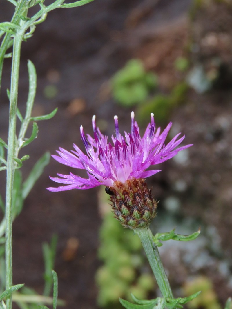 Centaurea limbata photo 2