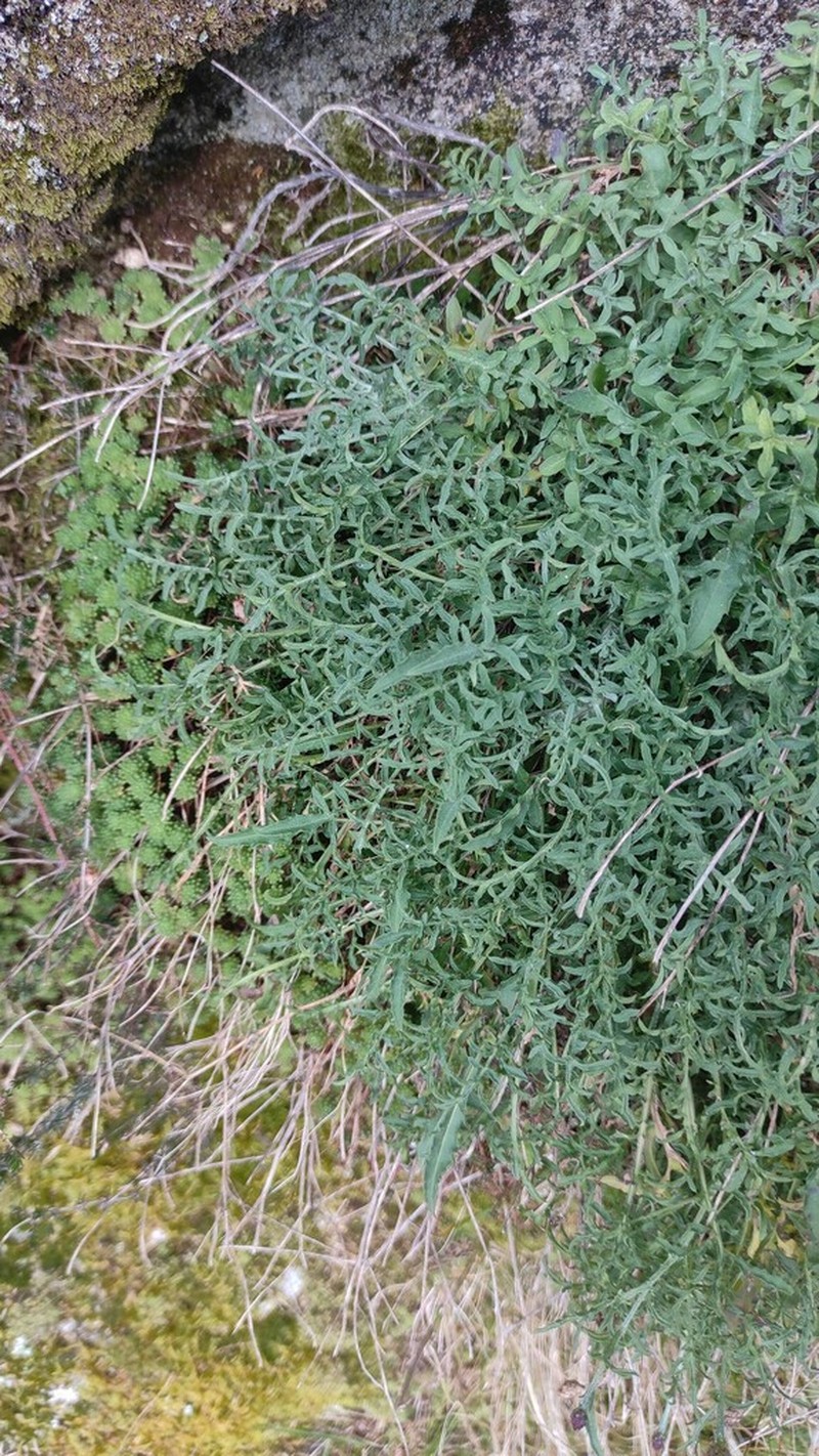 Centaurea limbata photo 3