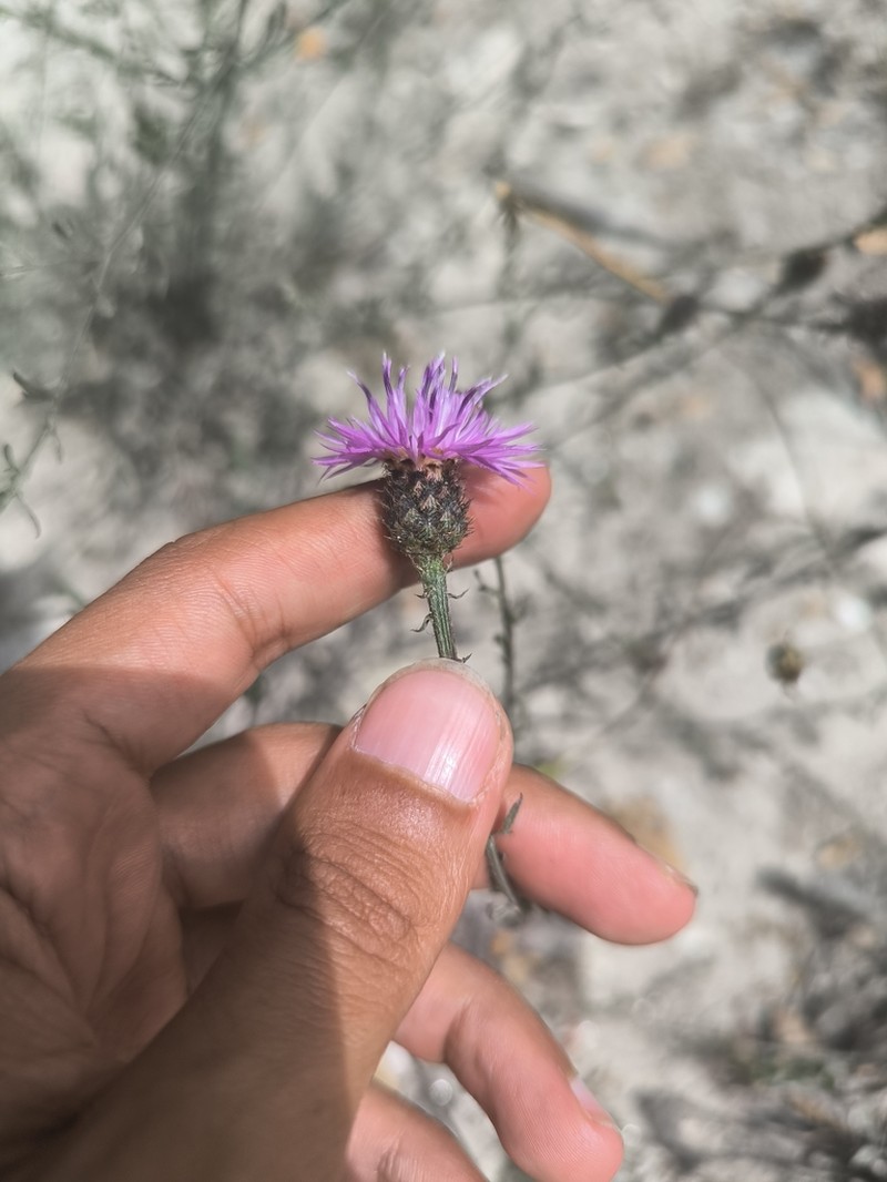 Centaurea limbata photo 4