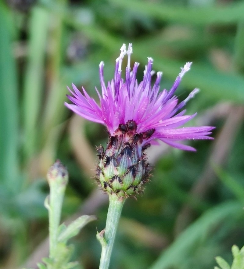 Centaurea limbata photo 5