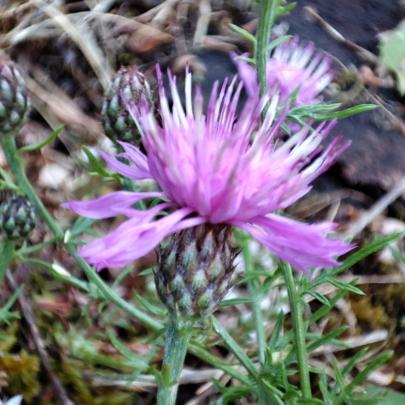 Centaurea limbata photo 6