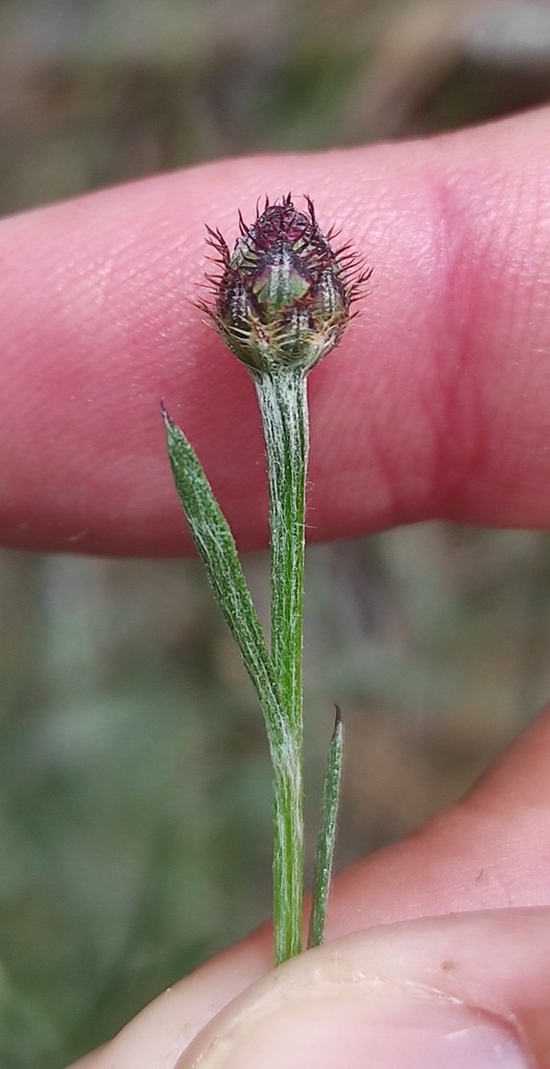 Centaurea limbata photo 7