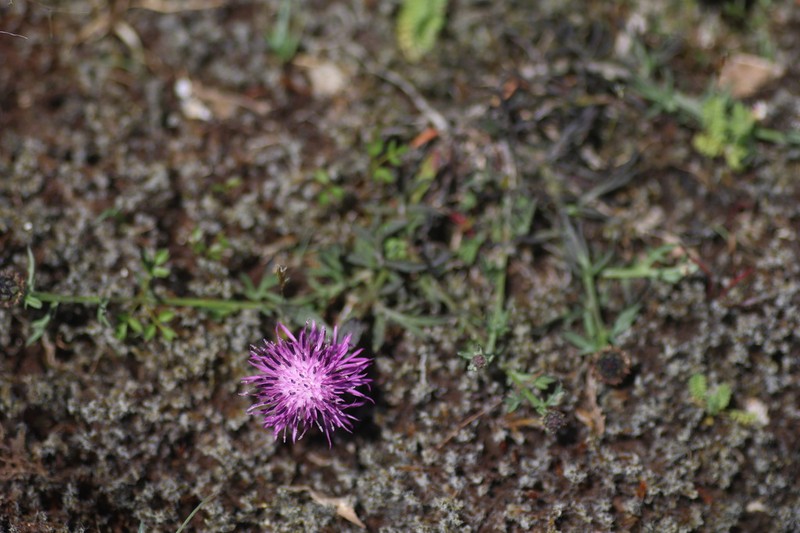Centaurea limbata photo 8