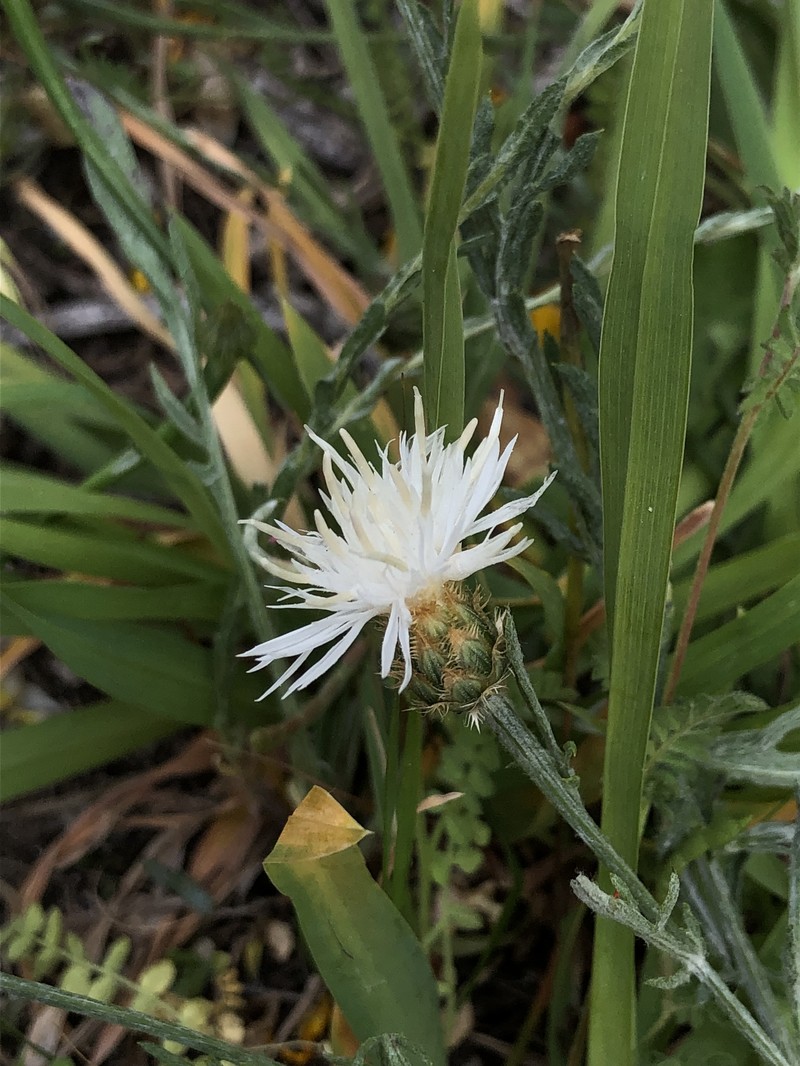Centaurea limbata subsp. lusitana