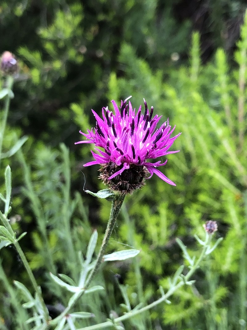 Centaurea limbata subsp. lusitana photo 2