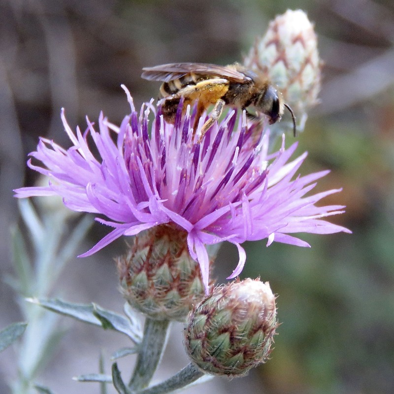 Centaurea limbata subsp. lusitana photo 3