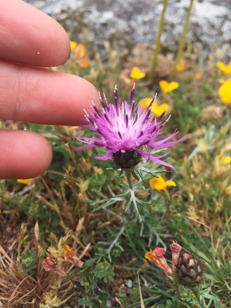 Centaurea limbata subsp. lusitana photo 4