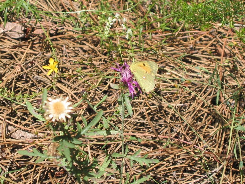 Centaurea lingulata