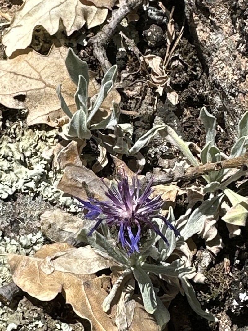 Centaurea lingulata photo 2