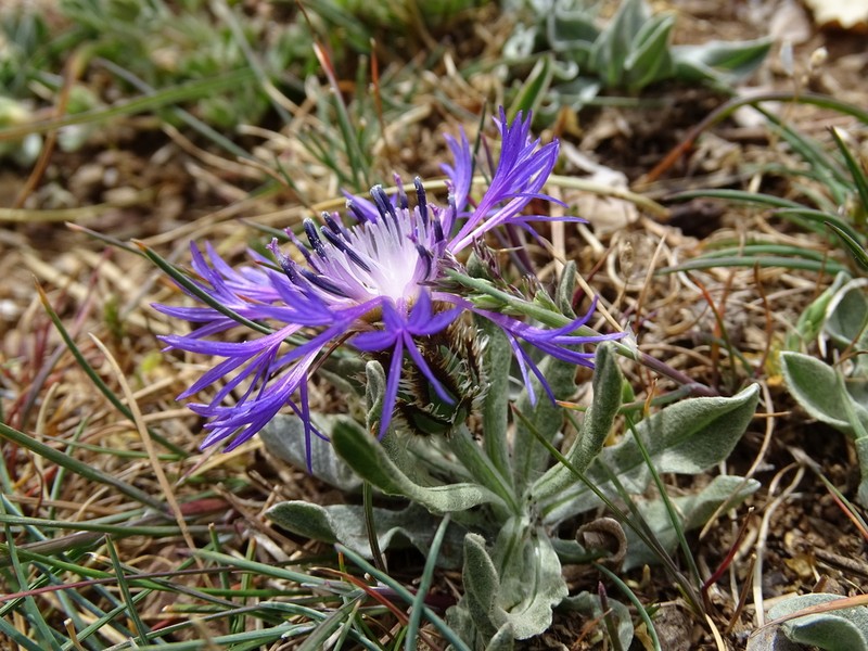 Centaurea lingulata photo 3