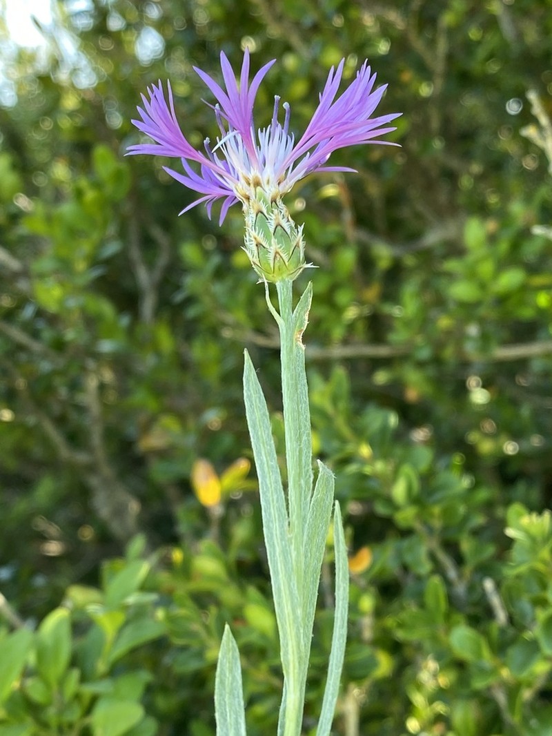 Centaurea lingulata photo 4
