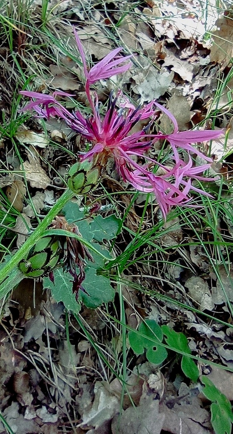 Centaurea lingulata photo 5