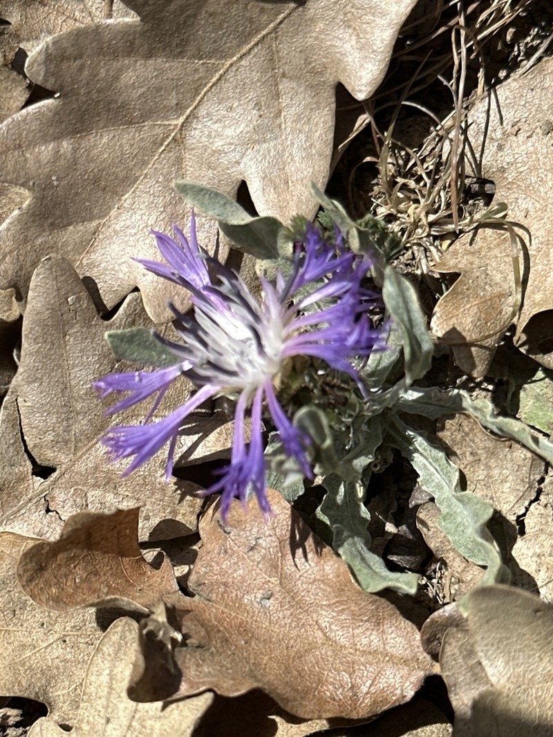 Centaurea lingulata photo 6