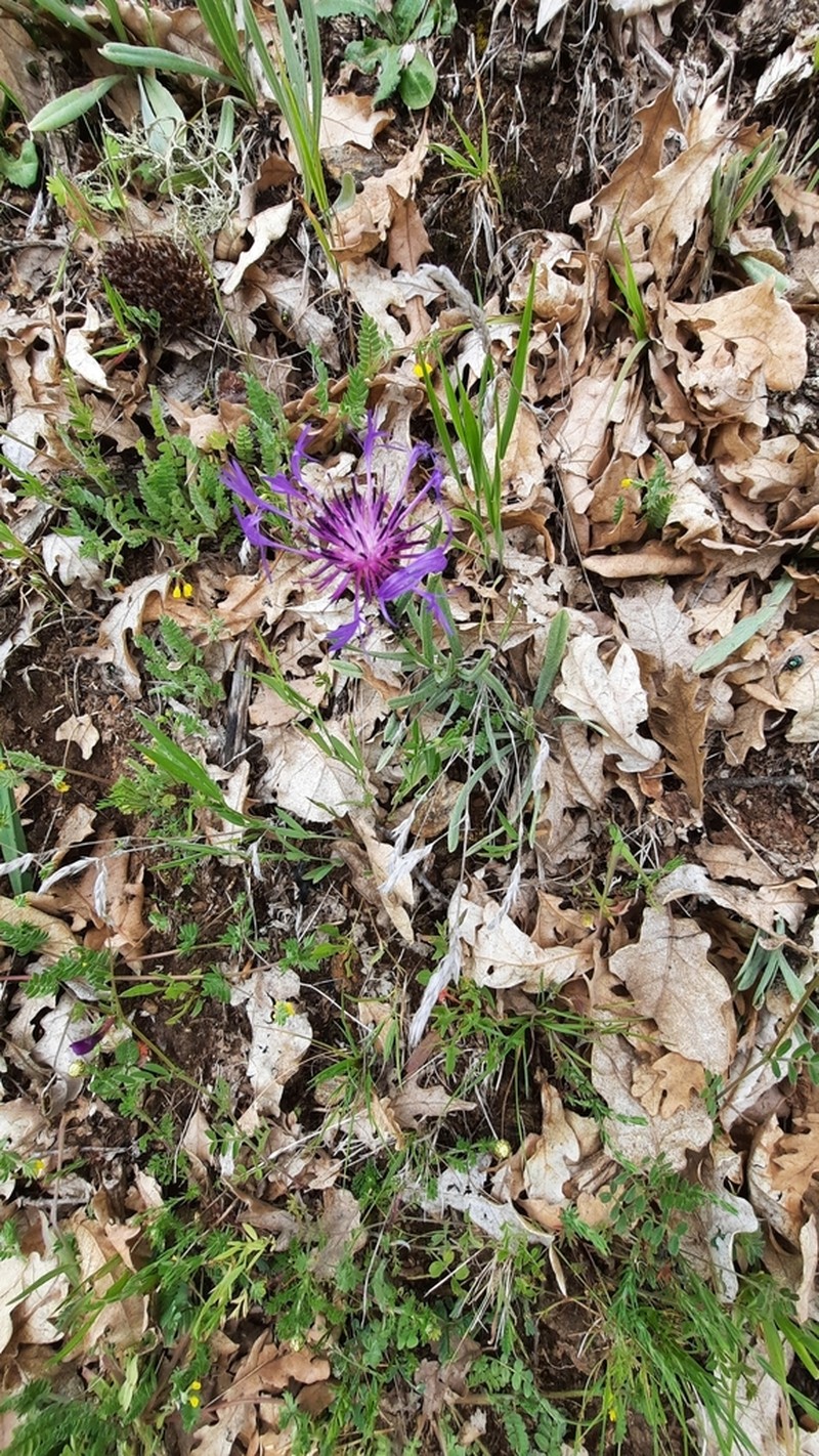 Centaurea lingulata photo 7