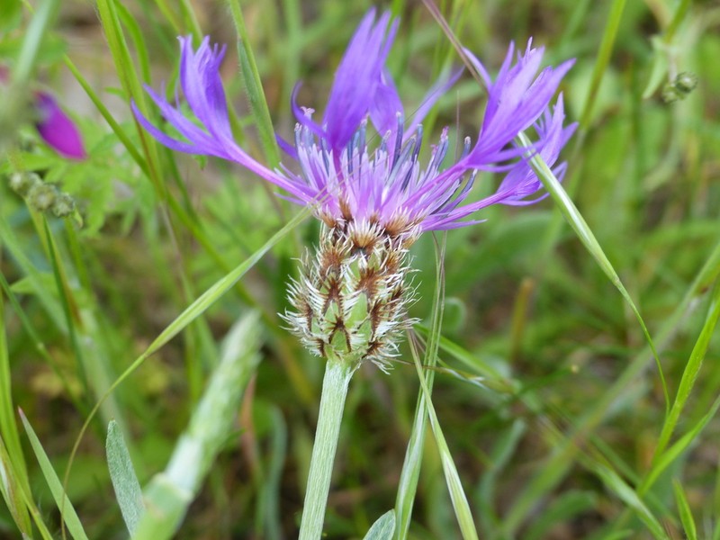 Centaurea lingulata photo 8