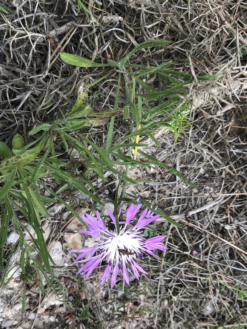 Centaurea linifolia