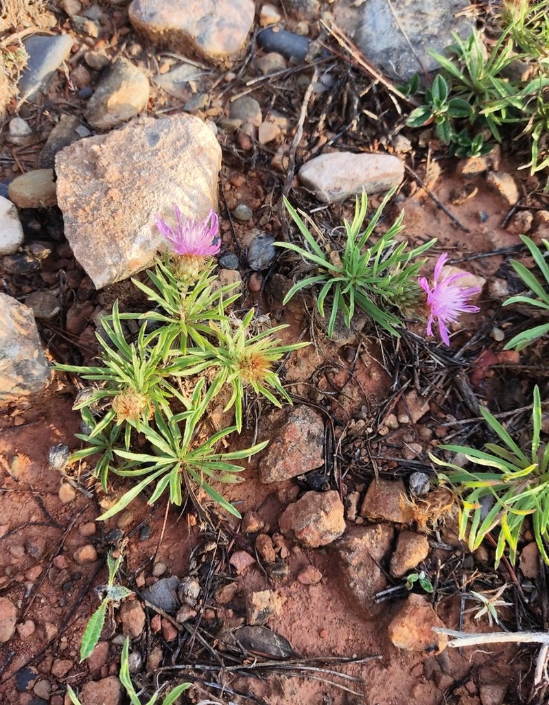 Centaurea linifolia photo 2