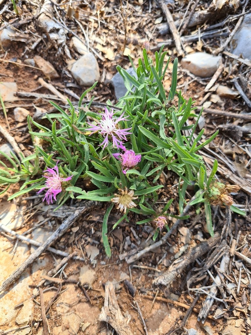 Centaurea linifolia photo 3