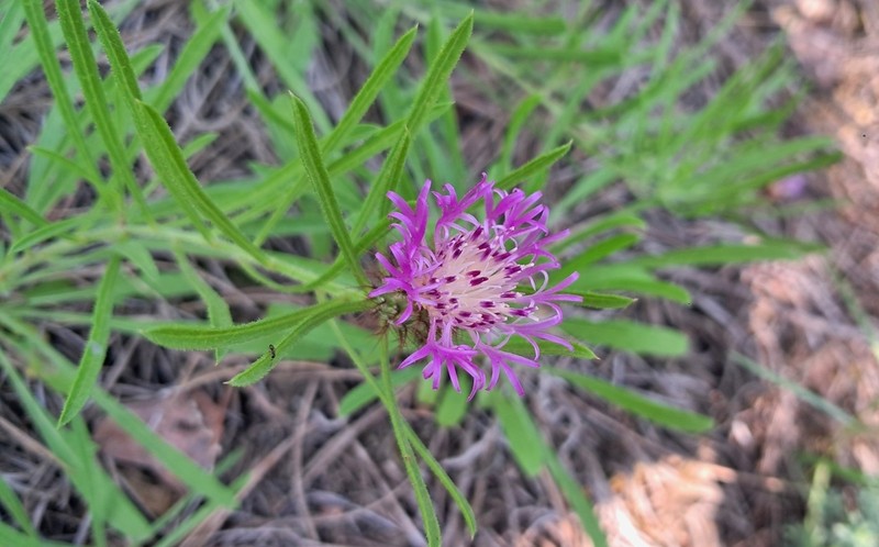 Centaurea linifolia photo 4