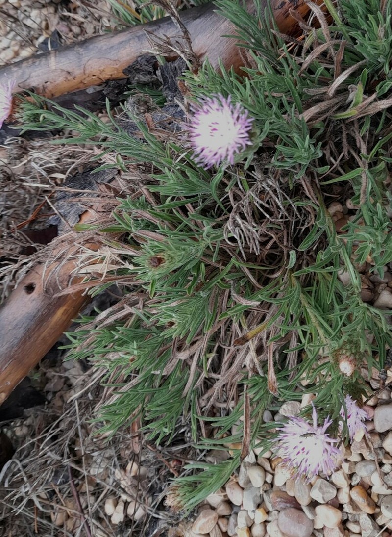 Centaurea linifolia photo 5