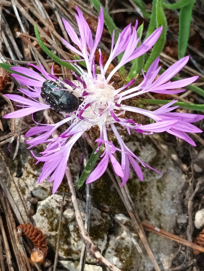 Centaurea linifolia photo 6