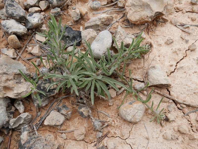 Centaurea linifolia photo 7