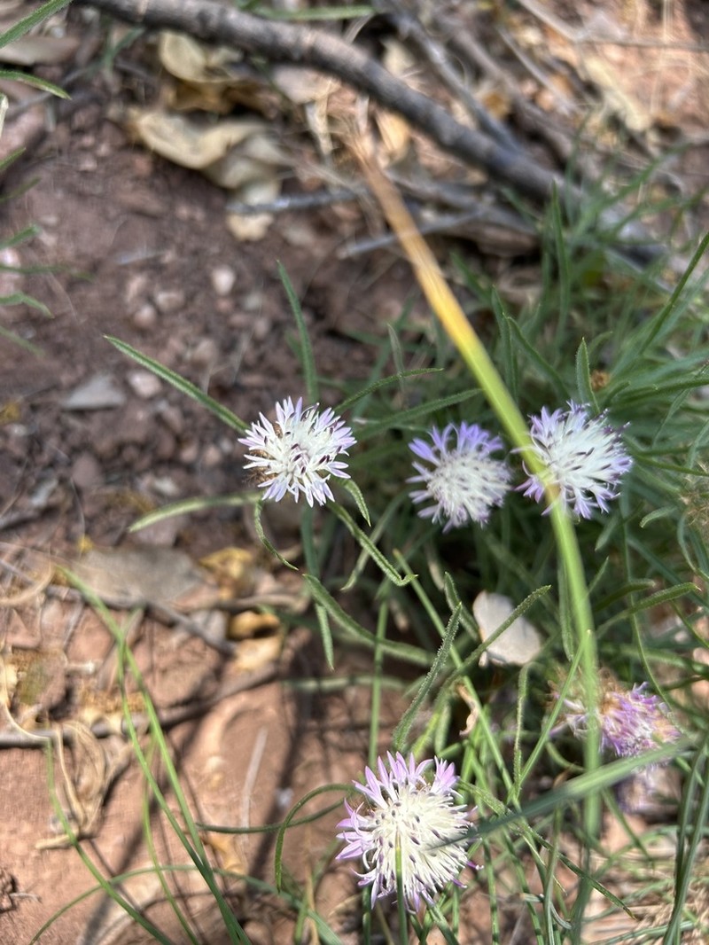 Centaurea linifolia photo 8