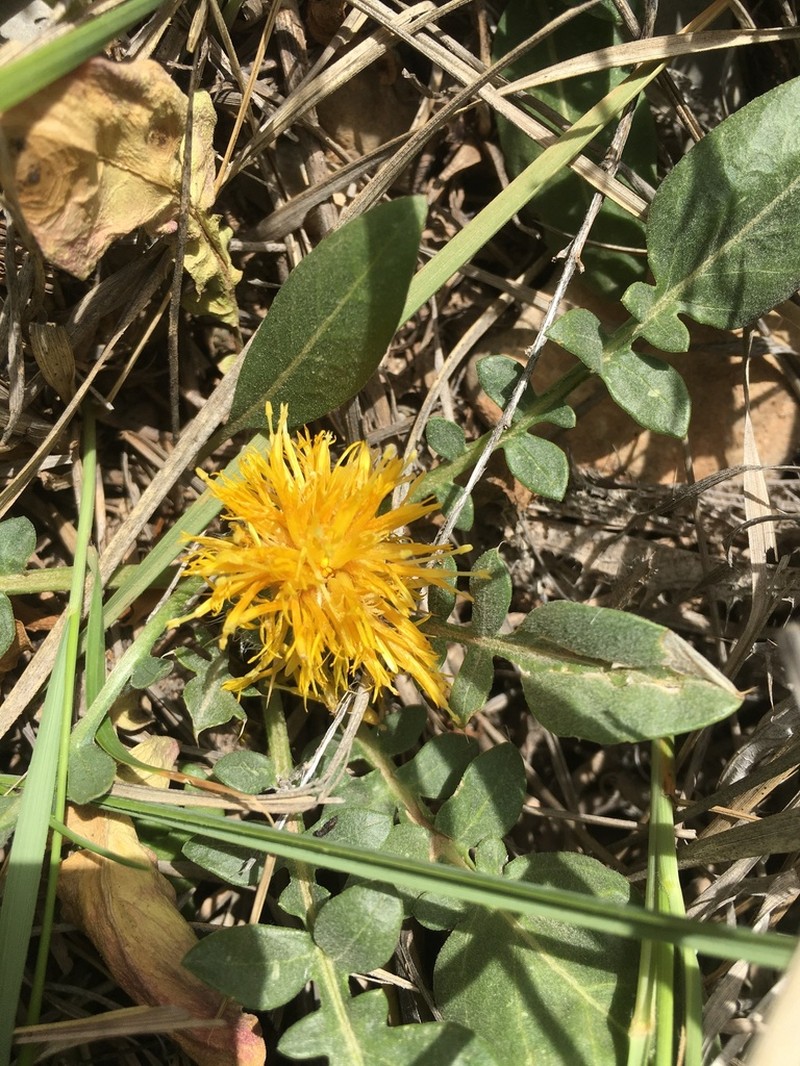 Centaurea litardierei