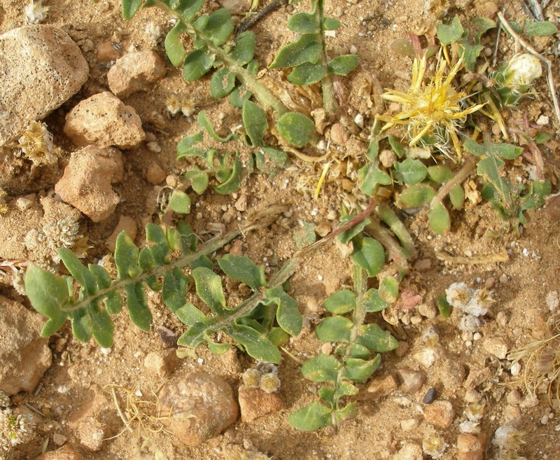 Centaurea litardierei photo 4