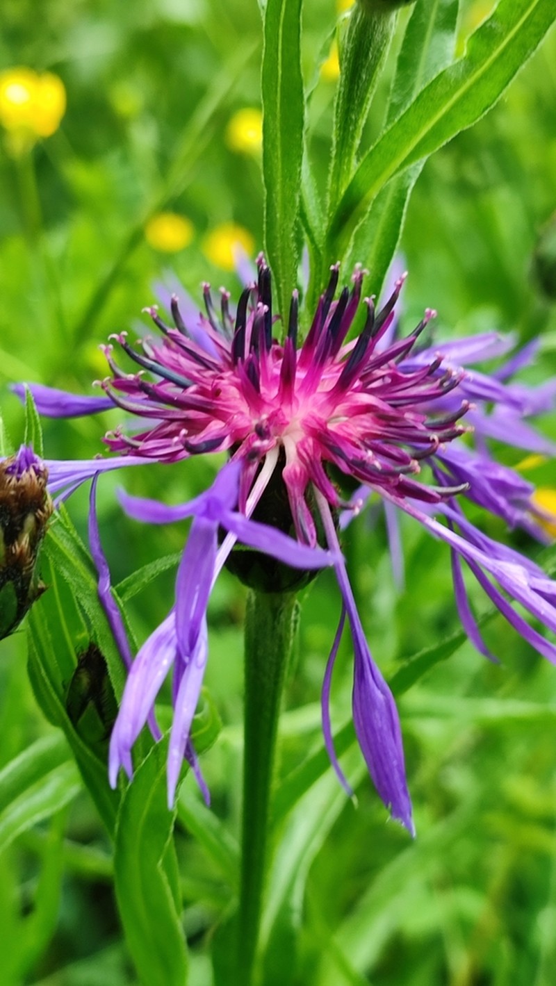 Centaurea lugdunensis