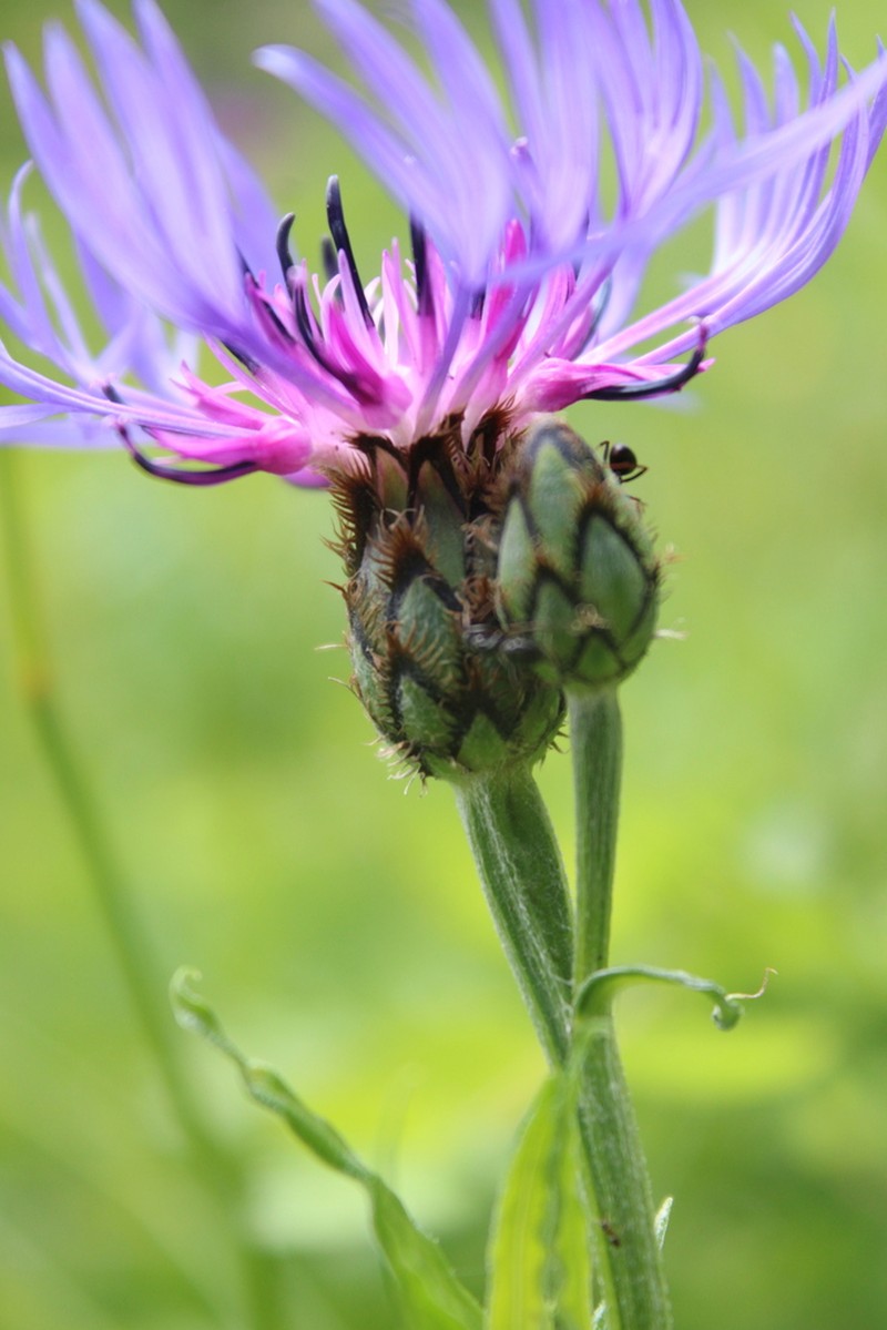 Centaurea lugdunensis photo 2