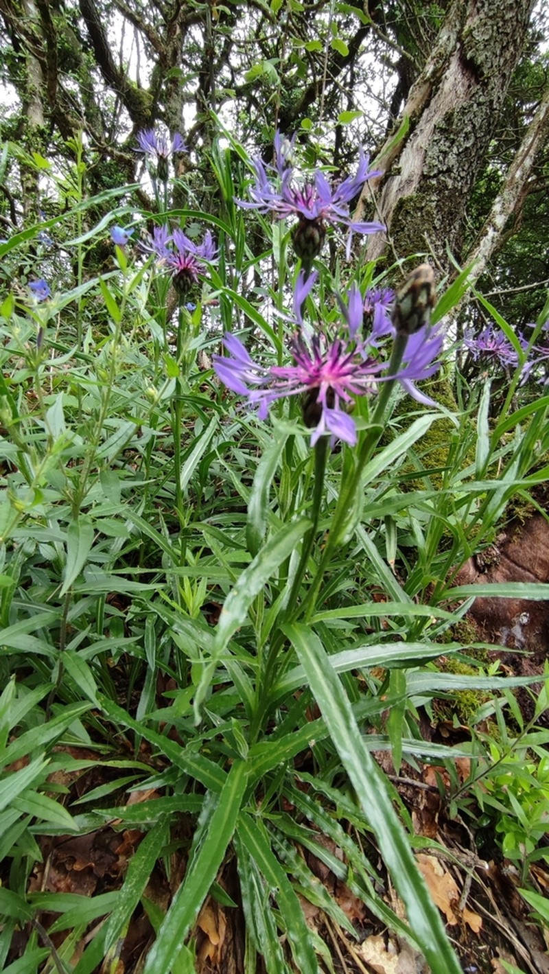Centaurea lugdunensis photo 3