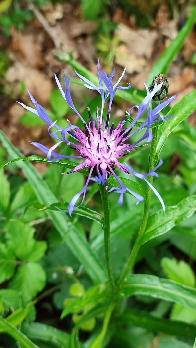 Centaurea lugdunensis photo 4