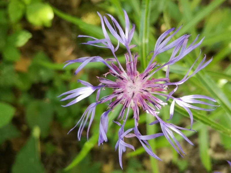 Centaurea lugdunensis photo 5